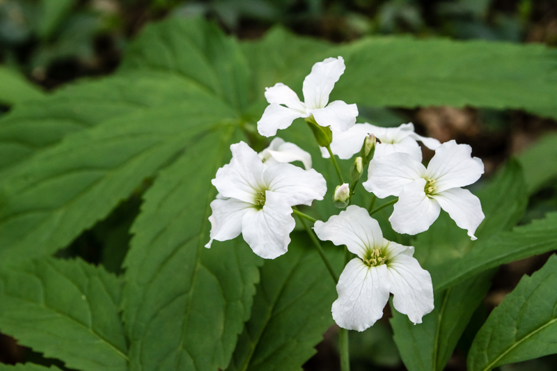 Cardemine heptaphylla?.....Cardamine heptaphylla